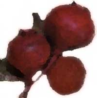Beets